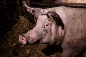 Sow in barred pen - Some sows were confined to individual barred pens. - Captured at Scottsdale Pork piggery, Cuckoo TAS Australia.