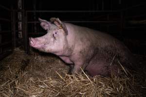 Sow in barred pen - Some sows were confined to individual barred pens. - Captured at Scottsdale Pork piggery, Cuckoo TAS Australia.