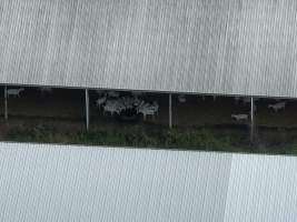 Drone Flyover Jan 2023 - Captured at Cibus Goats, Trafalgar East VIC Australia.