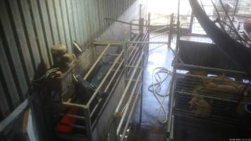 A cow pokes their head out from the knockbox - Captured at Wal's Bulk Meats, Stowport TAS Australia.