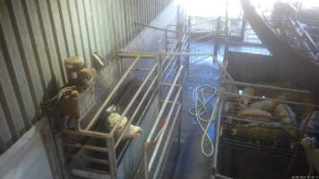 A cow pokes their head out from the knockbox - Captured at Wal's Bulk Meats, Stowport TAS Australia.