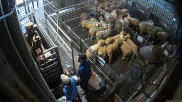 A cow cries out in pain in the knockbox - Before being tipped into the kill room and having their throats slit, cows are stunned using a rifle or handheld captive bolt stunner. A 2023 investigation found that cows would often be shot repeatedly with a rifle before collapsing, Multiple cows were observed crying out in pain and attempting to escape from the confined space, with some even becoming stuck in the knockbox when workers attempted to tip them into the kill room. This cow was shot multiple times and then became stuck in the knockbox. - Captured at Wal's Bulk Meats, Stowport TAS Australia.