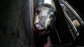 A cow in the knockbox with blood on their face - Before being tipped into the kill room and having their throats slit, cows are stunned using a rifle or handheld captive bolt stunner. A 2023 investigation found that cows would often be shot repeatedly with a rifle before collapsing, Multiple cows were observed crying out in pain and attempting to escape from the confined space, with some even becoming stuck in the knockbox when workers attempted to tip them into the kill room. - Captured at Wal's Bulk Meats, Stowport TAS Australia.