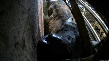 A cow in the knockbox - Before being tipped into the kill room and having their throats slit, cows are stunned using a rifle or handheld captive bolt stunner. A 2023 investigation found that cows would often be shot repeatedly with a rifle before collapsing, Multiple cows were observed crying out in pain and attempting to escape from the confined space, with some even becoming stuck in the knockbox when workers attempted to tip them into the kill room. - Captured at Wal's Bulk Meats, Stowport TAS Australia.