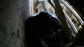 A cow in the knockbox - Before being tipped into the kill room and having their throats slit, cows are stunned using a rifle or handheld captive bolt stunner. A 2023 investigation found that cows would often be shot repeatedly with a rifle before collapsing, Multiple cows were observed crying out in pain and attempting to escape from the confined space, with some even becoming stuck in the knockbox when workers attempted to tip them into the kill room. - Captured at Wal's Bulk Meats, Stowport TAS Australia.