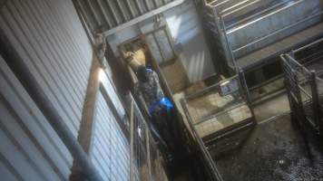 A sheep is forced into the kill room - An electric prodder is used to force a sheep up the race and into the kill room. Workers were seen using these painful devices on the face and genitals of sheep and pigs. - Captured at Wal's Bulk Meats, Stowport TAS Australia.