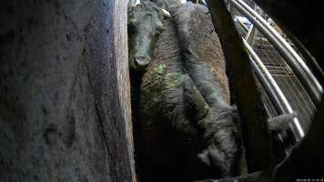 Two cows in the knockbox - Two cow try and remain together while being forced into the knockbox to be shot. - Captured at Wal's Bulk Meats, Stowport TAS Australia.