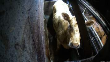 A cow in the knockbox - Captured at Wal's Bulk Meats, Stowport TAS Australia.