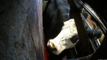 A cow in the knockbox - A cow stands over the blood of other cows in the knockbox. - Captured at Wal's Bulk Meats, Stowport TAS Australia.