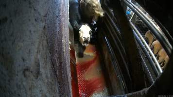 A cow cries out in pain - A cow cries out in pain as a worker uses an electric prodder to force them into the knockbox, which is filled with the blood of other slaughtered cows. - Captured at Wal's Bulk Meats, Stowport TAS Australia.