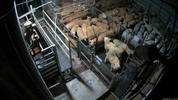 Sheep in the holding pens - Sheep, pigs and cows are held overnight before being slaughtered. - Captured at Wal's Bulk Meats, Stowport TAS Australia.