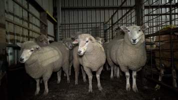 Sheep in holding pens - Animals are held in holding pens at the slaughterhouse overnight, before they are slaughtered. - Captured at Wal's Bulk Meats, Stowport TAS Australia.