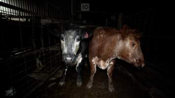 Cows in holding pens - Animals are held in holding pens at the slaughterhouse overnight, before they are slaughtered. - Captured at Wal's Bulk Meats, Stowport TAS Australia.