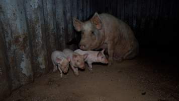 A mother pig and her babies - Investigators found this mother pig with her babies in a shipping container next to the slaughterhouse. - Captured at Wal's Bulk Meats, Stowport TAS Australia.