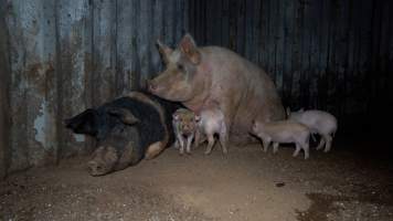 A mother pig and her babies - Investigators found this mother pig with her babies in a shipping container next to the slaughterhouse. The second adult pig may be another sow, or the father of the piglets. - Captured at Wal's Bulk Meats, Stowport TAS Australia.