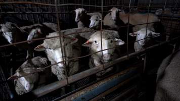 Sheep in a holding pens - Animals are held in holding pens at the slaughterhouse overnight, before they are slaughtered. - Captured at Wal's Bulk Meats, Stowport TAS Australia.