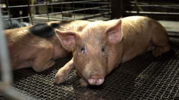 A pig in a holding pen - Animals are held in holding pens at the slaughterhouse overnight, before they are slaughtered. - Captured at Wal's Bulk Meats, Stowport TAS Australia.