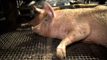 A pig in a holding pen - Animals are held in holding pens at the slaughterhouse overnight, before they are slaughtered. - Captured at Wal's Bulk Meats, Stowport TAS Australia.