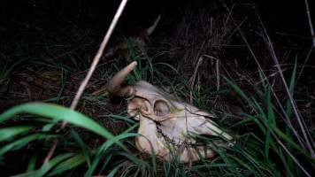 A skull in the grass outside the slaughterhouse - The skull of a cow found in the grass outside the slaughterhouse. - Captured at Wal's Bulk Meats, Stowport TAS Australia.