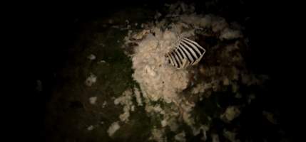 Strathayr (Richmond) - Mass sheep death at the Strathayr sheep property in Richmond, Tasmania.
Strathayr is a large turf company. Adjacent to their lawn company they also run sheep. In one paddock many sheep are left to die and rot.
This incident in July 2023 was reported to NRE Biosecurity. Whilst they were swift to address the issue with the property owner, there was no prosecution pursued, despite evidence of protracted deaths. It took the property owner two weeks and further deaths before they cleaned the paddock up.
Sheep ear tags identified many as coming from Camelford (Midlands of TAS) or Strathayr. Many appeared to have had their eartags removed, whether before or after death cannot be determined.