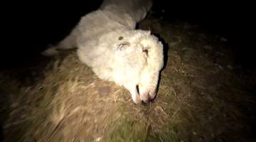 Strathayr (Richmond) - Mass sheep death at the Strathayr sheep property in Richmond, Tasmania.
Strathayr is a large turf company. Adjacent to their lawn company they also run sheep. In one paddock many sheep are left to die and rot.
This incident in July 2023 was reported to NRE Biosecurity. Whilst they were swift to address the issue with the property owner, there was no prosecution pursued, despite evidence of protracted deaths. It took the property owner two weeks and further deaths before they cleaned the paddock up.
Sheep ear tags identified many as coming from Camelford (Midlands of TAS) or Strathayr. Many appeared to have had their eartags removed, whether before or after death cannot be determined.