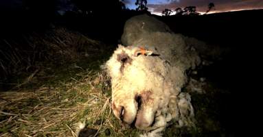 Strathayr (Richmond) - Mass sheep death at the Strathayr sheep property in Richmond, Tasmania.
Strathayr is a large turf company. Adjacent to their lawn company they also run sheep. In one paddock many sheep are left to die and rot.
This incident in July 2023 was reported to NRE Biosecurity. Whilst they were swift to address the issue with the property owner, there was no prosecution pursued, despite evidence of protracted deaths. It took the property owner two weeks and further deaths before they cleaned the paddock up.
Sheep ear tags identified many as coming from Camelford (Midlands of TAS) or Strathayr. Many appeared to have had their eartags removed, whether before or after death cannot be determined.