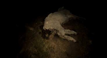 Strathayr (Richmond) - Mass sheep death at the Strathayr sheep property in Richmond, Tasmania.

Strathayr is a large turf company. Adjacent to their lawn company they also run sheep. In one paddock many sheep are left to die and rot.

This incident in July 2023 was reported to NRE Biosecurity. Whilst they were swift to address the issue with the property owner, there was no prosecution pursued, despite evidence of protracted deaths. It took the property owner two weeks and further deaths before they cleaned the paddock up.

Sheep ear tags identified many as coming from Camelford (Midlands of TAS) or Strathayr. Many appeared to have had their eartags removed, whether before or after death cannot be determined.