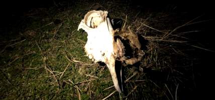 Strathayr (Richmond) - Mass sheep death at the Strathayr sheep property in Richmond, Tasmania.
Strathayr is a large turf company. Adjacent to their lawn company they also run sheep. In one paddock many sheep are left to die and rot.
This incident in July 2023 was reported to NRE Biosecurity. Whilst they were swift to address the issue with the property owner, there was no prosecution pursued, despite evidence of protracted deaths. It took the property owner two weeks and further deaths before they cleaned the paddock up.
Sheep ear tags identified many as coming from Camelford (Midlands of TAS) or Strathayr. Many appeared to have had their eartags removed, whether before or after death cannot be determined.
