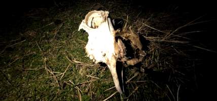 Strathayr (Richmond) - Mass sheep death at the Strathayr sheep property in Richmond, Tasmania.

Strathayr is a large turf company. Adjacent to their lawn company they also run sheep. In one paddock many sheep are left to die and rot.

This incident in July 2023 was reported to NRE Biosecurity. Whilst they were swift to address the issue with the property owner, there was no prosecution pursued, despite evidence of protracted deaths. It took the property owner two weeks and further deaths before they cleaned the paddock up.

Sheep ear tags identified many as coming from Camelford (Midlands of TAS) or Strathayr. Many appeared to have had their eartags removed, whether before or after death cannot be determined.