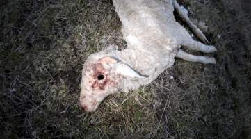 Strathayr (Richmond) - Mass sheep death at the Strathayr sheep property in Richmond, Tasmania.
Strathayr is a large turf company. Adjacent to their lawn company they also run sheep. In one paddock many sheep are left to die and rot.
This incident in July 2023 was reported to NRE Biosecurity. Whilst they were swift to address the issue with the property owner, there was no prosecution pursued, despite evidence of protracted deaths. It took the property owner two weeks and further deaths before they cleaned the paddock up.
Sheep ear tags identified many as coming from Camelford (Midlands of TAS) or Strathayr. Many appeared to have had their eartags removed, whether before or after death cannot be determined.