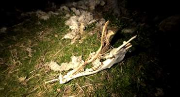 Strathayr (Richmond) - Mass sheep death at the Strathayr sheep property in Richmond, Tasmania.
Strathayr is a large turf company. Adjacent to their lawn company they also run sheep. In one paddock many sheep are left to die and rot.
This incident in July 2023 was reported to NRE Biosecurity. Whilst they were swift to address the issue with the property owner, there was no prosecution pursued, despite evidence of protracted deaths. It took the property owner two weeks and further deaths before they cleaned the paddock up.
Sheep ear tags identified many as coming from Camelford (Midlands of TAS) or Strathayr. Many appeared to have had their eartags removed, whether before or after death cannot be determined.