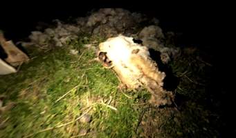 Strathayr (Richmond) - Mass sheep death at the Strathayr sheep property in Richmond, Tasmania.

Strathayr is a large turf company. Adjacent to their lawn company they also run sheep. In one paddock many sheep are left to die and rot.

This incident in July 2023 was reported to NRE Biosecurity. Whilst they were swift to address the issue with the property owner, there was no prosecution pursued, despite evidence of protracted deaths. It took the property owner two weeks and further deaths before they cleaned the paddock up.

Sheep ear tags identified many as coming from Camelford (Midlands of TAS) or Strathayr. Many appeared to have had their eartags removed, whether before or after death cannot be determined.