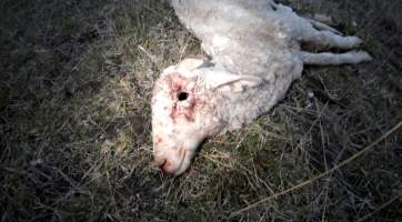 Strathayr (Richmond) - Mass sheep death at the Strathayr sheep property in Richmond, Tasmania.

Strathayr is a large turf company. Adjacent to their lawn company they also run sheep. In one paddock many sheep are left to die and rot.

This incident in July 2023 was reported to NRE Biosecurity. Whilst they were swift to address the issue with the property owner, there was no prosecution pursued, despite evidence of protracted deaths. It took the property owner two weeks and further deaths before they cleaned the paddock up.

Sheep ear tags identified many as coming from Camelford (Midlands of TAS) or Strathayr. Many appeared to have had their eartags removed, whether before or after death cannot be determined.