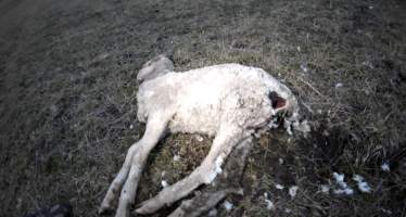 Strathayr (Richmond) - Mass sheep death at the Strathayr sheep property in Richmond, Tasmania.
Strathayr is a large turf company. Adjacent to their lawn company they also run sheep. In one paddock many sheep are left to die and rot.
This incident in July 2023 was reported to NRE Biosecurity. Whilst they were swift to address the issue with the property owner, there was no prosecution pursued, despite evidence of protracted deaths. It took the property owner two weeks and further deaths before they cleaned the paddock up.
Sheep ear tags identified many as coming from Camelford (Midlands of TAS) or Strathayr. Many appeared to have had their eartags removed, whether before or after death cannot be determined.