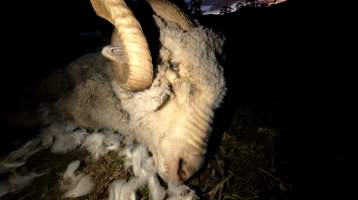 Strathayr (Richmond) - Mass sheep death at the Strathayr sheep property in Richmond, Tasmania.
Strathayr is a large turf company. Adjacent to their lawn company they also run sheep. In one paddock many sheep are left to die and rot.
This incident in July 2023 was reported to NRE Biosecurity. Whilst they were swift to address the issue with the property owner, there was no prosecution pursued, despite evidence of protracted deaths. It took the property owner two weeks and further deaths before they cleaned the paddock up.
Sheep ear tags identified many as coming from Camelford (Midlands of TAS) or Strathayr. Many appeared to have had their eartags removed, whether before or after death cannot be determined.