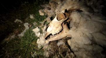 Strathayr (Richmond) - Mass sheep death at the Strathayr sheep property in Richmond, Tasmania.
Strathayr is a large turf company. Adjacent to their lawn company they also run sheep. In one paddock many sheep are left to die and rot.
This incident in July 2023 was reported to NRE Biosecurity. Whilst they were swift to address the issue with the property owner, there was no prosecution pursued, despite evidence of protracted deaths. It took the property owner two weeks and further deaths before they cleaned the paddock up.
Sheep ear tags identified many as coming from Camelford (Midlands of TAS) or Strathayr. Many appeared to have had their eartags removed, whether before or after death cannot be determined.