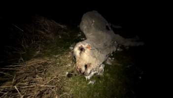 Strathayr (Richmond) - Mass sheep death at the Strathayr sheep property in Richmond, Tasmania.

Strathayr is a large turf company. Adjacent to their lawn company they also run sheep. In one paddock many sheep are left to die and rot.

This incident in July 2023 was reported to NRE Biosecurity. Whilst they were swift to address the issue with the property owner, there was no prosecution pursued, despite evidence of protracted deaths. It took the property owner two weeks and further deaths before they cleaned the paddock up.

Sheep ear tags identified many as coming from Camelford (Midlands of TAS) or Strathayr. Many appeared to have had their eartags removed, whether before or after death cannot be determined.