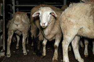 Sheep in holding pen - Investigators spent time with sheep in the holding pens, the night before they were to be killed. - Captured at Gretna Meatworks, Rosegarland TAS Australia.