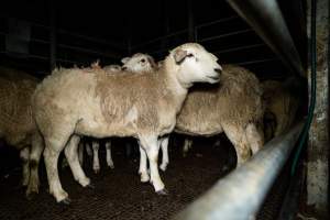 Sheep in holding pen - Investigators spent time with sheep in the holding pens, the night before they were to be killed. - Captured at Gretna Meatworks, Rosegarland TAS Australia.