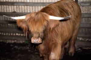 Highland cow - A highland cow filmed and photographed in the holding pens the night before their slaughter. Hidden cameras captured them resisting as they were herded into the knockbox and shot with a rifle. - Captured at Gretna Meatworks, Rosegarland TAS Australia.