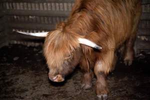 Highland cow - A highland cow filmed and photographed in the holding pens the night before their slaughter. Hidden cameras captured them resisting as they were herded into the knockbox and shot with a rifle. - Captured at Gretna Meatworks, Rosegarland TAS Australia.