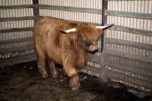 Highland cow - A highland cow filmed and photographed in the holding pens the night before their slaughter. Hidden cameras captured them resisting as they were herded into the knockbox and shot with a rifle. - Captured at Gretna Meatworks, Rosegarland TAS Australia.