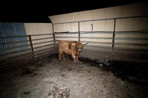 Highland cow - A highland cow filmed and photographed in the holding pens the night before their slaughter. Hidden cameras captured them resisting as they were herded into the knockbox and shot with a rifle. - Captured at Gretna Meatworks, Rosegarland TAS Australia.