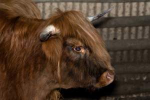 Highland cow - A highland cow filmed and photographed in the holding pens the night before their slaughter. Hidden cameras captured them resisting as they were herded into the knockbox and shot with a rifle. - Captured at Gretna Meatworks, Rosegarland TAS Australia.