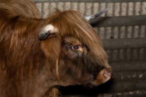 Highland cow - A highland cow filmed and photographed in the holding pens the night before their slaughter. Hidden cameras captured them resisting as they were herded into the knockbox and shot with a rifle. - Captured at Gretna Meatworks, Rosegarland TAS Australia.