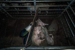 Pigs in the holding pen - Investigators spent time with pigs in the holding pens, the night before they were to be killed. - Captured at Gretna Meatworks, Rosegarland TAS Australia.