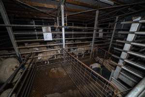 Holding pens - Pigs and sheep in the holding pens, the night before slaughter. - Captured at Gretna Meatworks, Rosegarland TAS Australia.