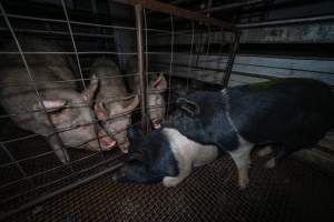Pigs sniff each other through the bars of the holding pen - Animals would often communicate and seek comfort from each other while waiting in the holding pens, the night before they were killed. - Captured at Gretna Meatworks, Rosegarland TAS Australia.