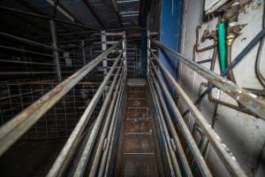 Race and stun pen - A view of the race and the entrance to the stun pen. Pigs, sheep and goats are herded up the race and held in a pre-stun holding pen. They are then isolated in the stun pen and picked off one-by-one, in front of each other. - Captured at Gretna Meatworks, Rosegarland TAS Australia.