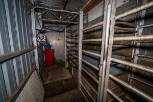 Walkway next to knockbox - Cows and large pigs are herded up a narrow, barred race and into a knockbox. A heavy metal door can be slid across to open or close the knockbox, which is a barred, narrow box where animals are held to be stunned. Workers stand alongside the race and knockbox, first to herd animals into the knockbox using a painful electric prodder, then to use a rifle to shoot them in the head to render them unconscious. They are then tipped into the kill room where their throats are slit. 

Hidden cameras showed that many animals had to be shot multiple times. They can be heard crying out in pain and seen tossing their heads, jumping up and trying to turn around and run away. - Captured at Gretna Meatworks, Rosegarland TAS Australia.